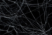 Spider Web Overlay Bundle, a Background Photo by M9 Design (Thumbnail 9 of 10)