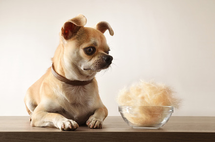 Hairless with chihuahua and bowl full of hair front, an Animal Photo by Davizro's Market