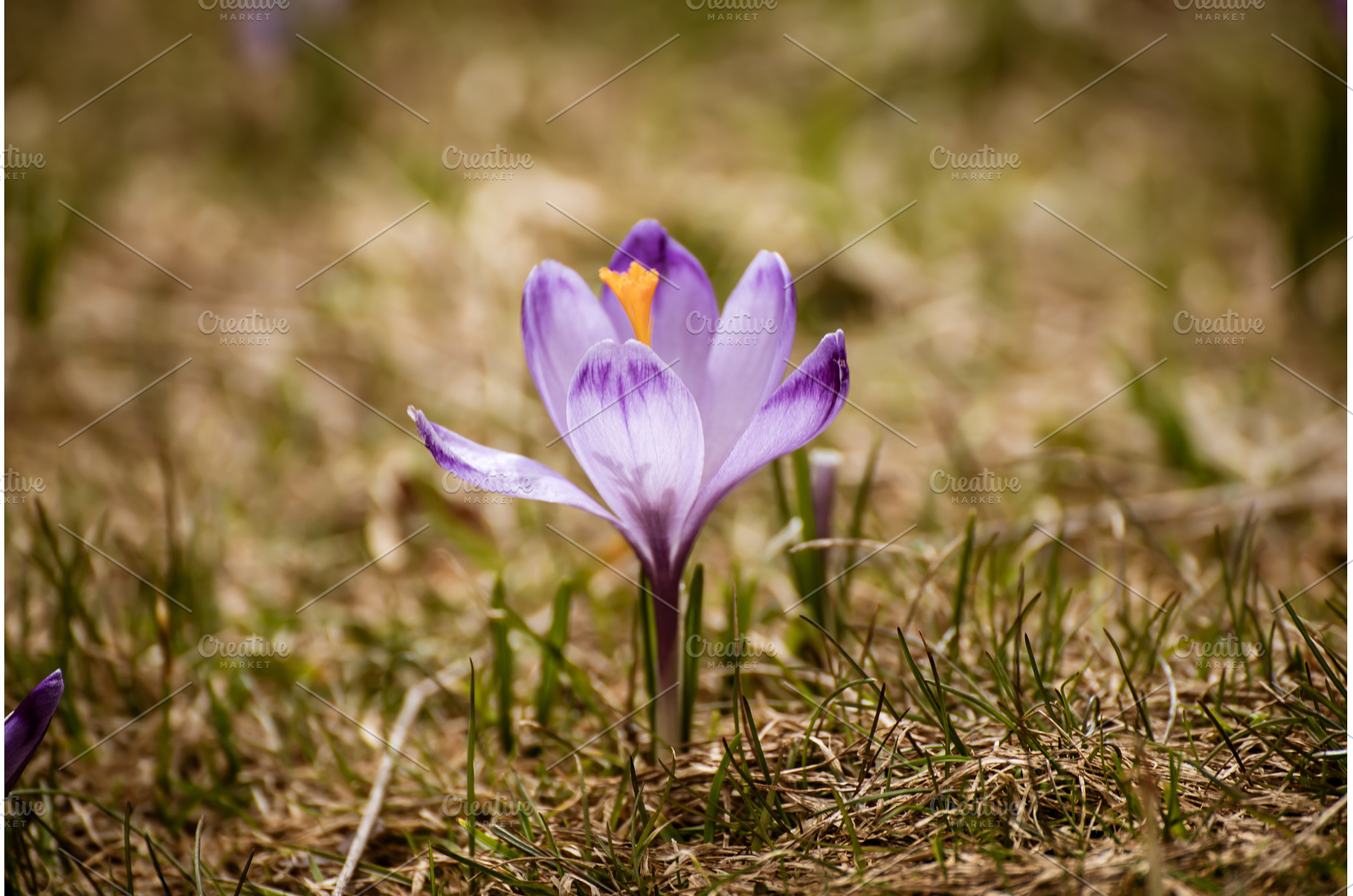 Spring crocus flower. Seasonal, a Nature Photo by Nature and travel