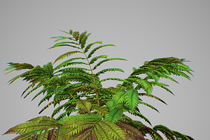 Alsophila Fern Averahe HIGH