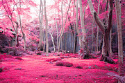 454 Infrared Fantasy Pro LUTs, a Preset Add-On by ShutterPro (Thumbnail 44 of 48)