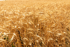 Golden wheat field glowing in warm sunlight, full of ripe grain, a Nature Photo by Ales Munt