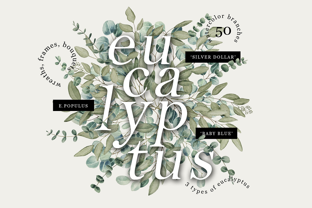 Eucalyptus – Watercolor Collection, a Decorative Illustration by Letters-Shmetters (Photo 1 of 8)