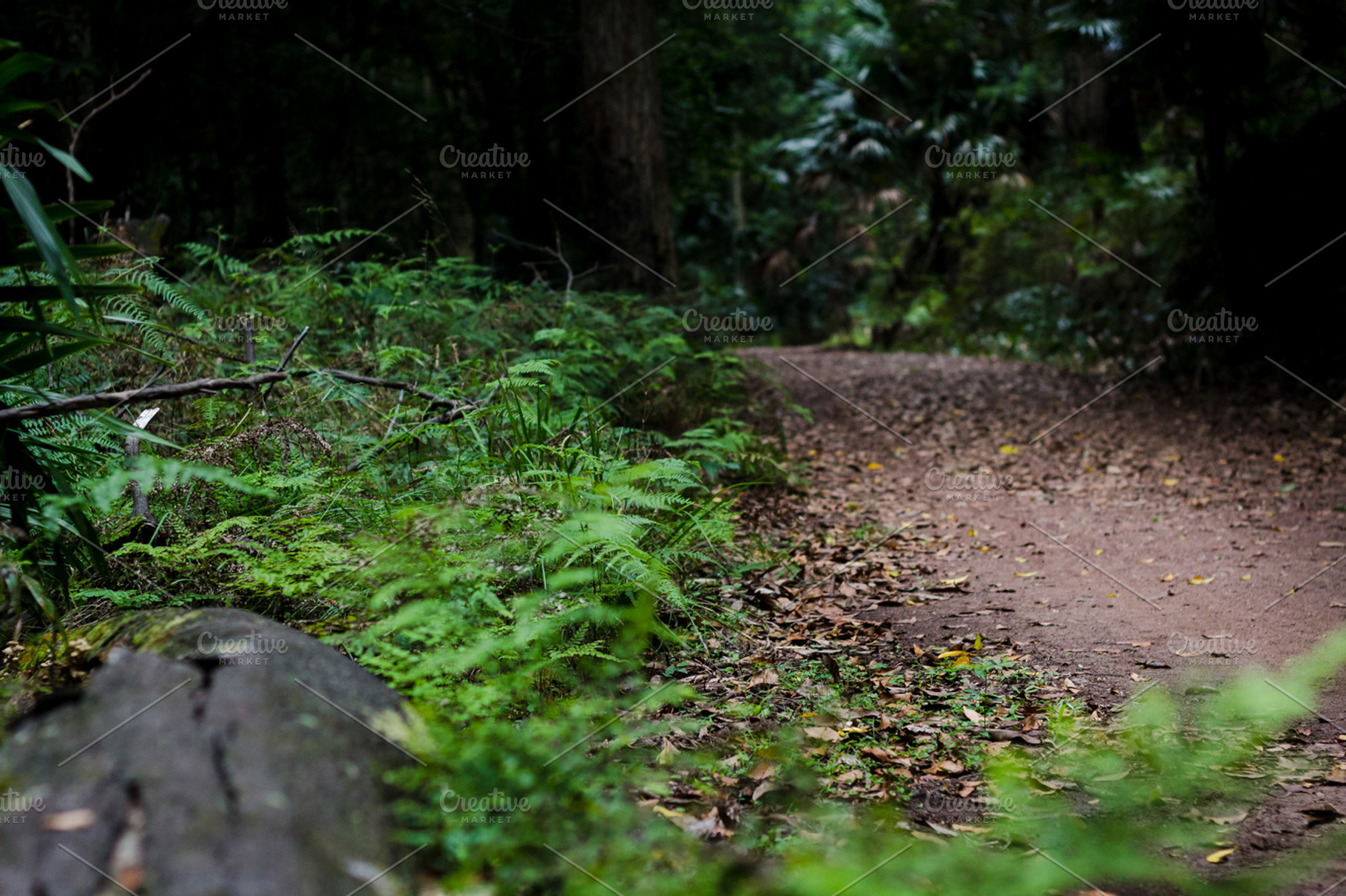 The Walking Trail, a Nature Photo by Dylan Martin Studios