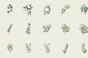 60 Watercolor Eucalyptus PNG Clipart, a Graphic by Graphicspixel (Thumbnail 2 of 10)