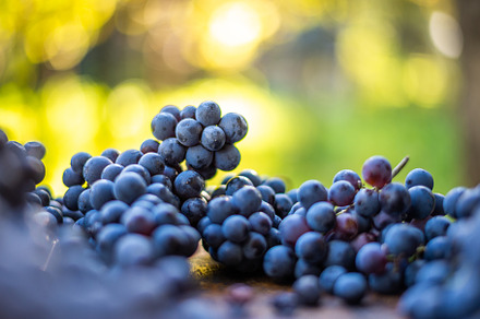 Berries Containing Food Berries And Blueberries preview 2