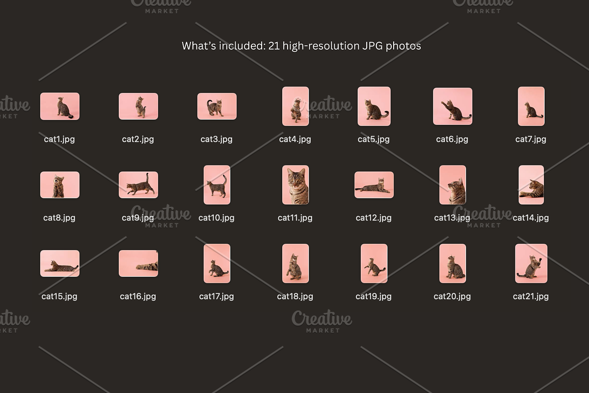 Playful Cat Studio Photo Pack – Pink, an Animal Photo by Animalistica (Photo 4 of 4)