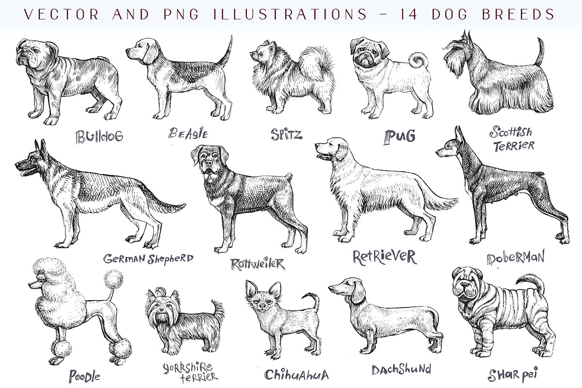 Dog breeds vintage hand drawn vector, an Illustration by Aquatinta (Photo 1 of 8)