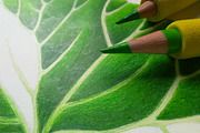 Centella Asiatica plant leaf, a Food Illustration by separisa (Thumbnail 5 of 5)