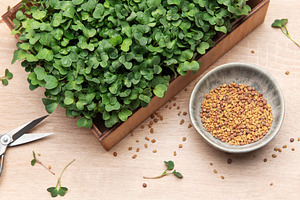 Fresh microgreens growing in wooden box with seeds and scissors, a Food & Drink Photo by Olena Rudo