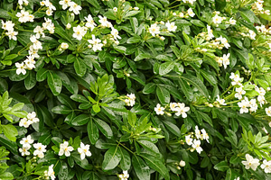 Mexican orange blossoms blooming on a choisya ternata shrub with, a Photo by Studio ANNA