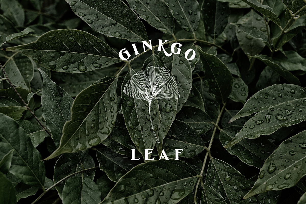 De Ginkgo, a Serif Font by Emyself Design (Photo 3 of 16)