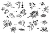 Spice Plants Collection, an Illustration by Evgeniia Lanskikh (Thumbnail 4 of 11)