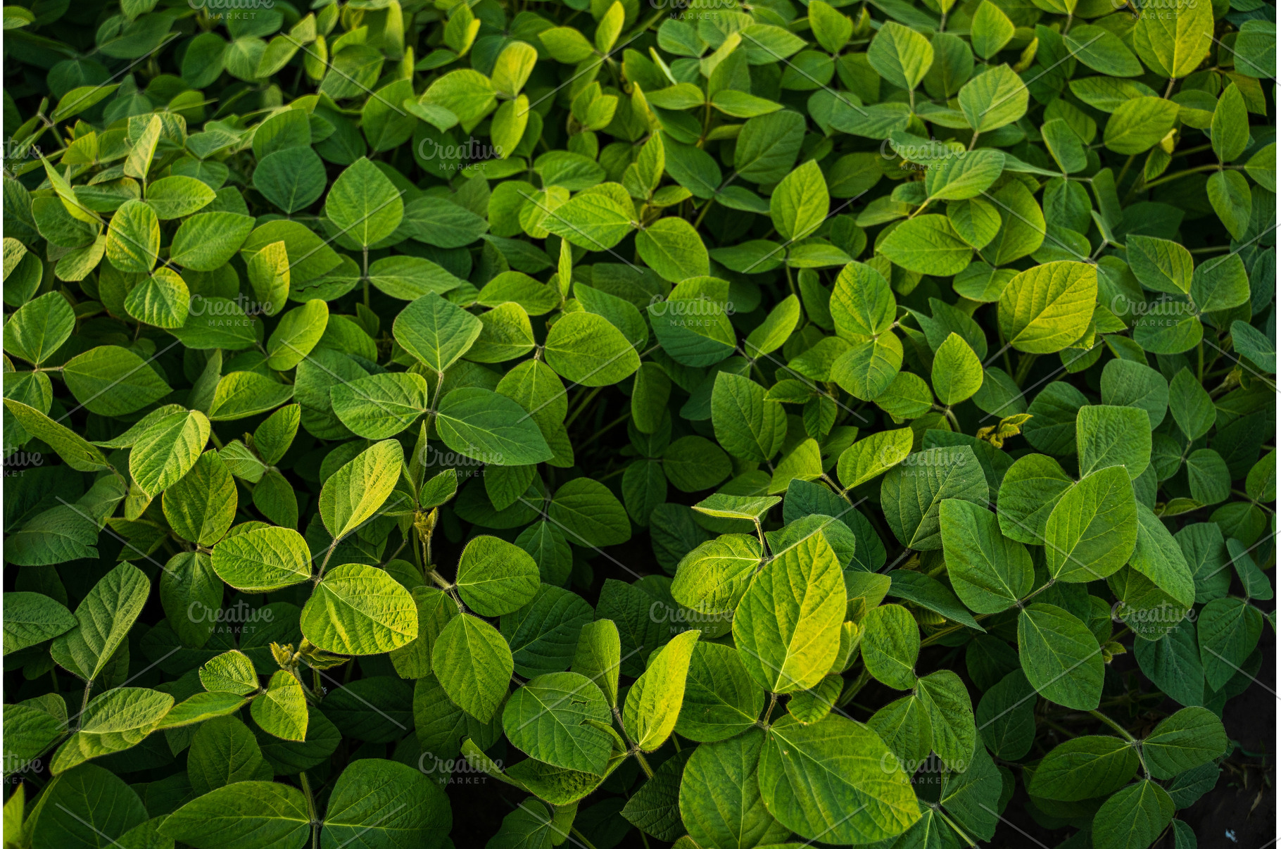 Growing fresh green soybean crop, a Nature Photo by volodymyrshtun13795