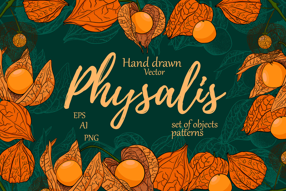 Hand drawn vector physalis.Tomatillo, a Decorative Illustration by Elena Mykhailenko (Photo 1 of 9)