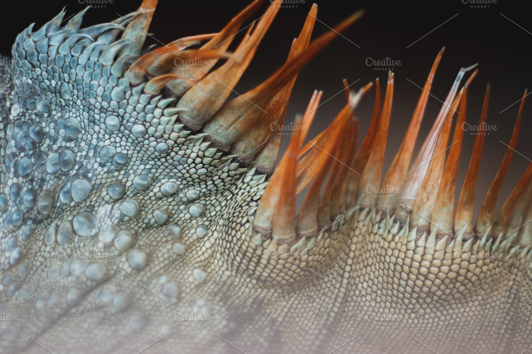 Minimalist Lizard Scale Texture, an Animal Photo by René Jordaan Photography