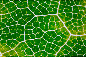 Leaf pattern detail, Detailed, a Nature Photo by Lukas Jonaitis SHOP
