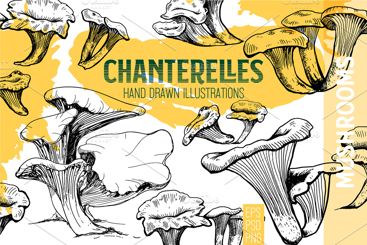 Chanterelles. Mushroom collection, a Food Illustration by Alena Kaz (Photo 1 of 3)