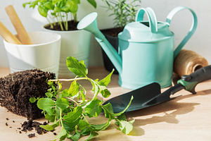 Planting herb garden with mint, basil, and rosemary, a Nature Photo by Olena Rudo