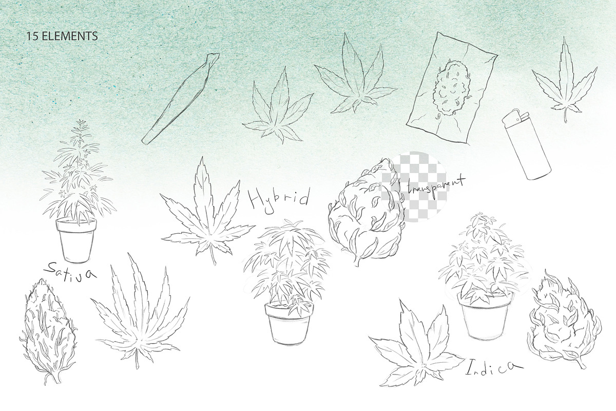 Pencil drawn cannabis, a Healthcare Illustration by AlenaO (Photo 2 of 9)