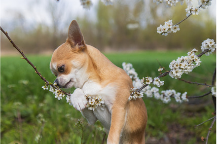 cute puppy playing with a flowering, an Animal Photo by Pakosta
