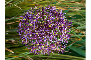 Large purple umbel of the Persian, a Sports & Recreation Photo by Backyard Stock