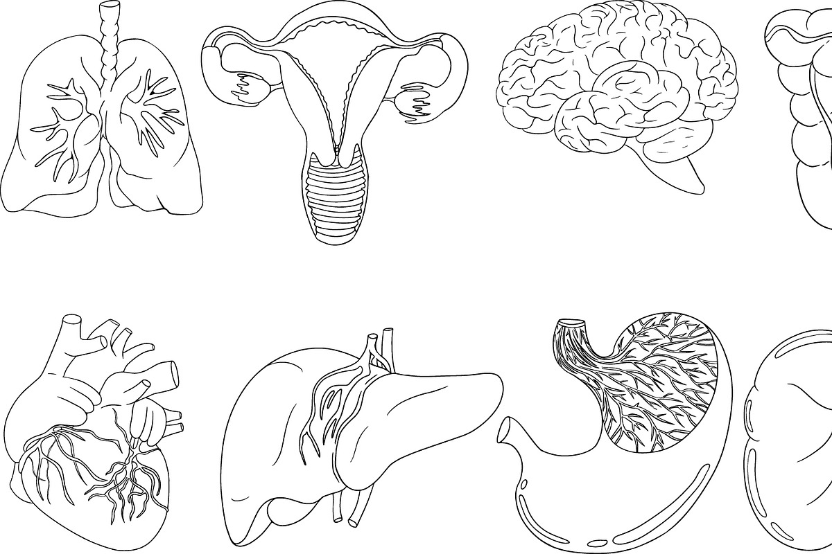 Anatomical human organ, a Graphic by Elena Mykhailenko (Photo 2 of 3)