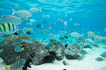 Colorful Reef Fish