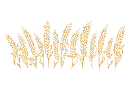 Vector Illustration of Hatched Wheat