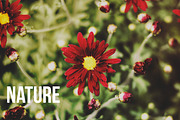 60 Ultra High Resolution Photos, a Templates & Theme by Shots By RC (Thumbnail 3 of 5)