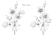 Malva (Mallow) Hand Sketches, an Object Graphic by VictoriaKStudio (Thumbnail 5 of 8)