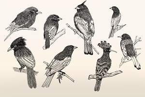 Birds Stamp For Procreate