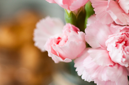 Pink flower featuring carnation, pink, and flower
