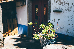 Potted plant on stone wall focus, an Architecture Photo by SkyNext