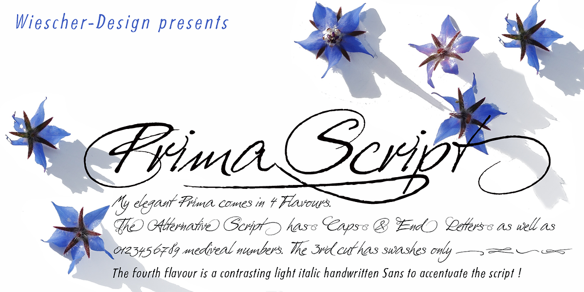 Prima Script, a Script Font by Wiescher-Design (Photo 1 of 10)