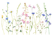 Hand drawn botanical bundle, an Illustration by handsketched (Thumbnail 13 of 24)