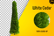 CUT OUT TREES - 60 PCS BUNDLE, a Packaging Mockup by 3DSTORE (Thumbnail 55 of 63)