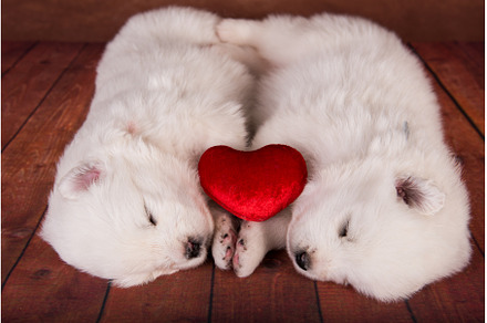 Two white Samoyed puppies dogs with, an Animal Photo by COLORFUL