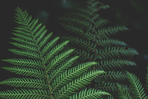 Minimalist Forest Fern Background, a Nature Photo by René Jordaan Photography