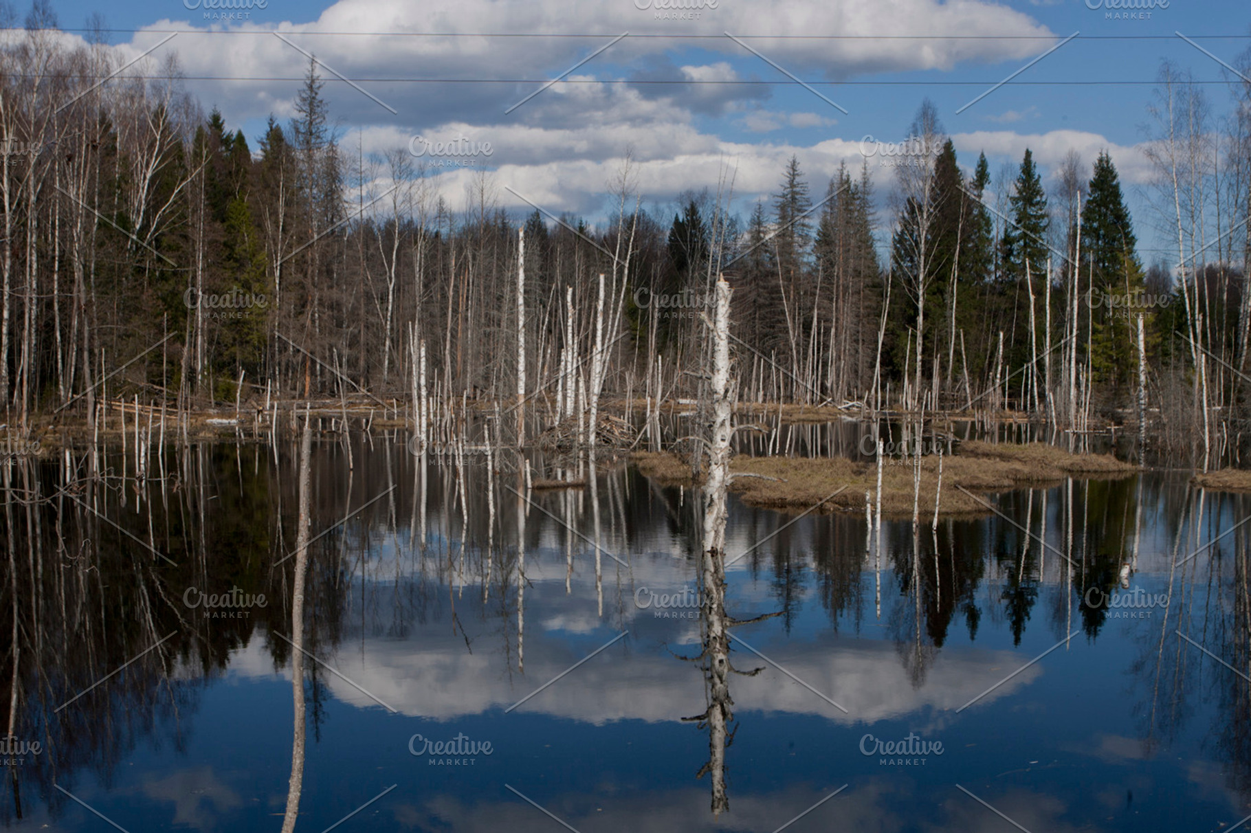 River In The Forest Containing Forest Birch And Tree