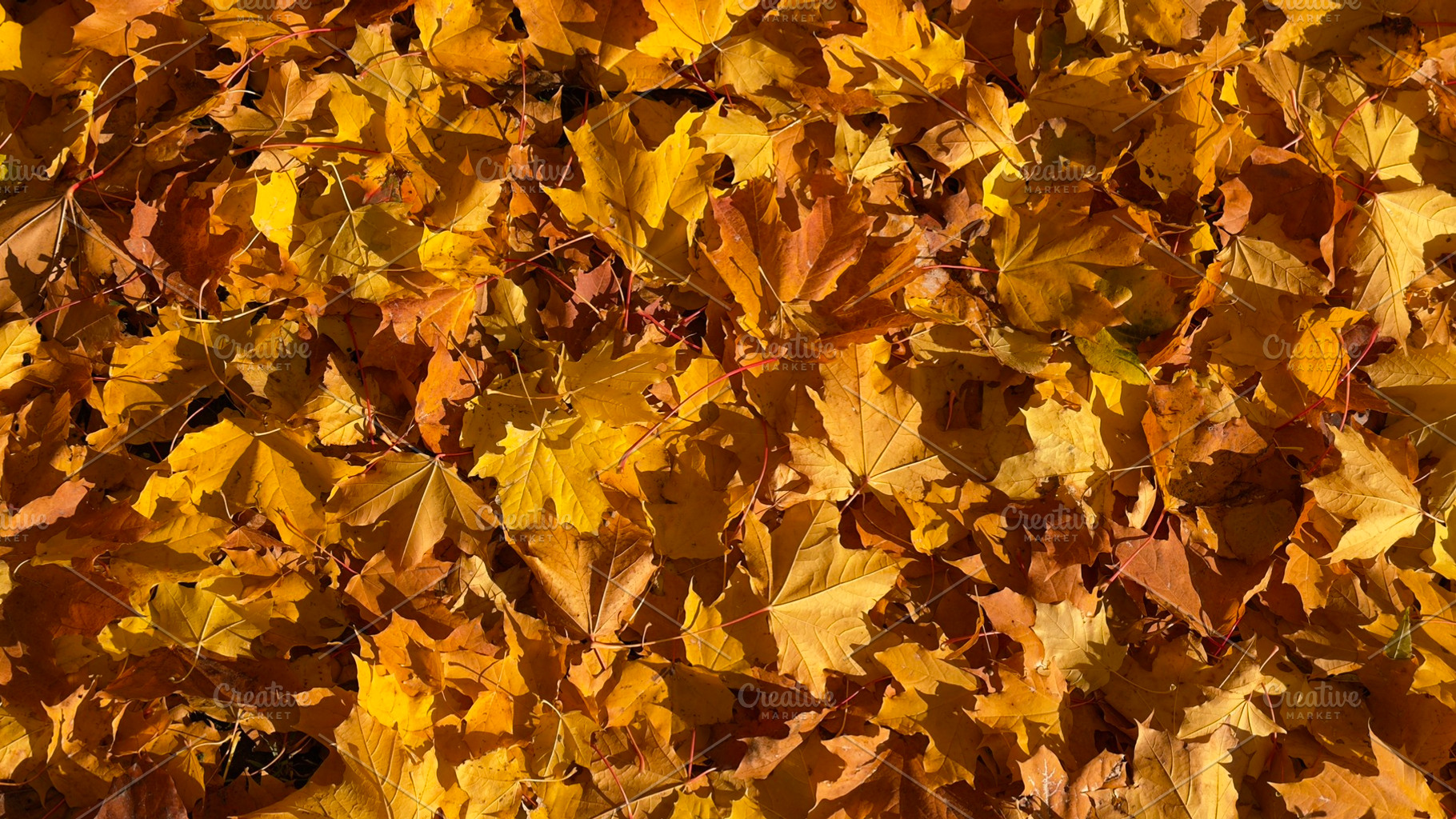 A ground covered with a dense layer of autumn leaves in shades of yellow and or, a Nature Photo by Textures & Backgrounds