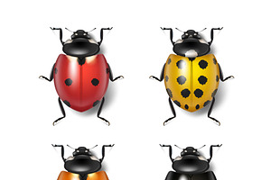 Vector Realistic Insect Bundle