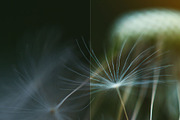 Allium PHOTOSHOP action, an Action Add-On by Les Hirondelles Ph (Thumbnail 2 of 9)