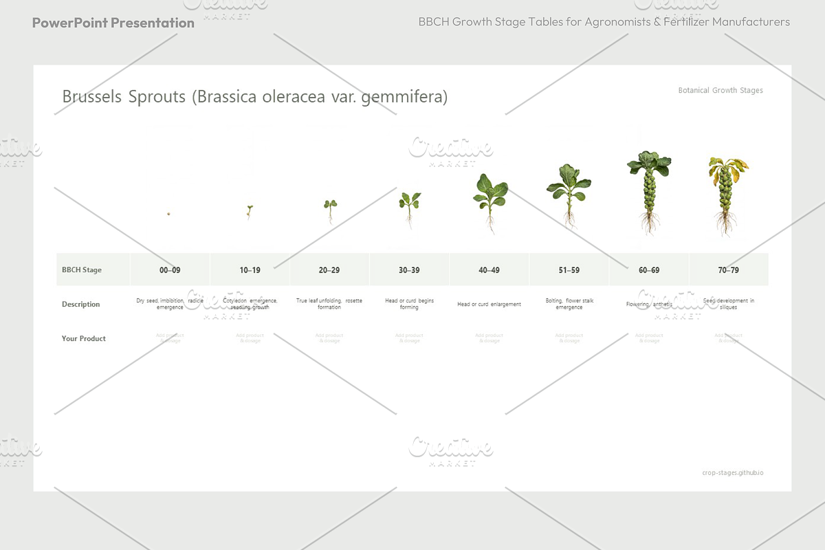 BBCH Growth Stages, Cabbages & Green, a Presentation Template by Ilia Design (Photo 8 of 10)