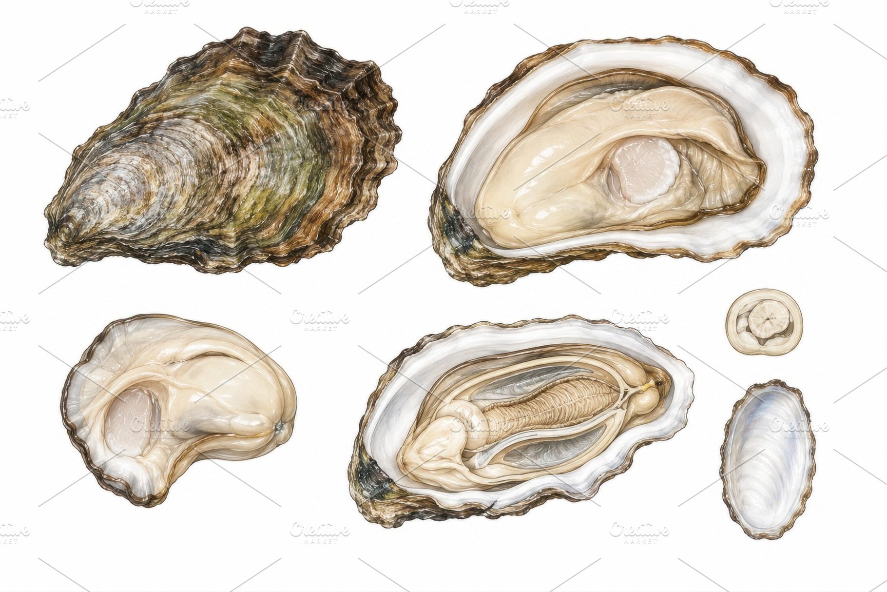 Oysters arranged on a plain surface, a Photo by Beautiful things