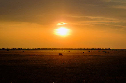 Sunset Cattle