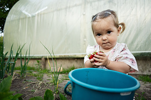 Young child exploring outdoor gardening holding freshly picked strawberries, a Person Photo by AS photostudio