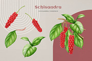 Adaptogenic Medicinal Plant Clipart, a Healthcare Illustration by AnitaPol (Thumbnail 17 of 24)