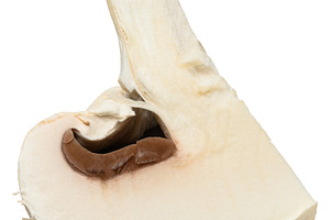 Cut in half fresh champignon mushroom with white cap and light b, a Food & Drink Photo by ndanko