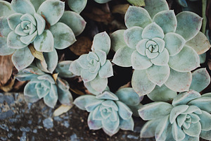 Minimalist Rock Rose Background, a Nature Photo by René Jordaan Photography